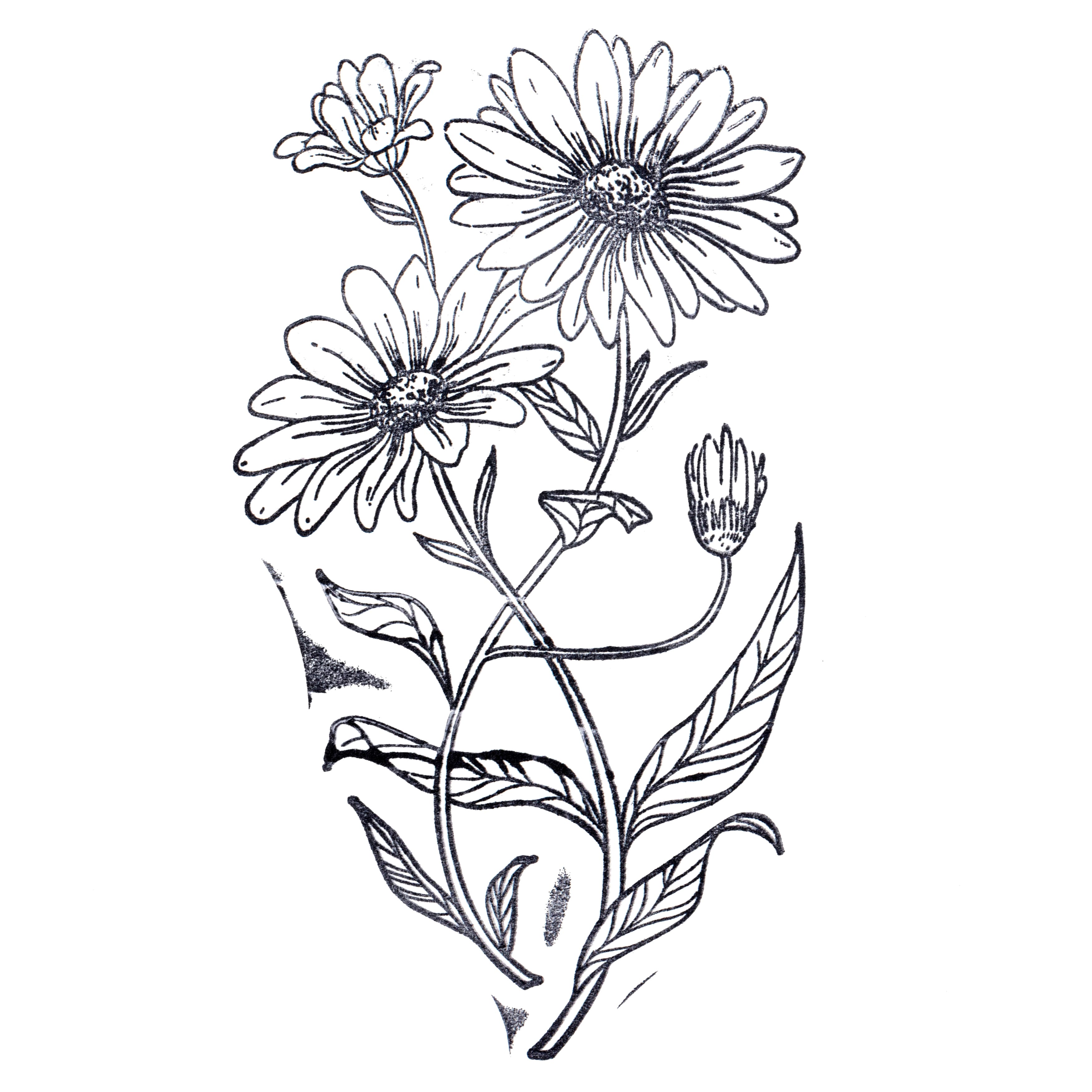 6 Pack: Daisy Stamp by Recollections™