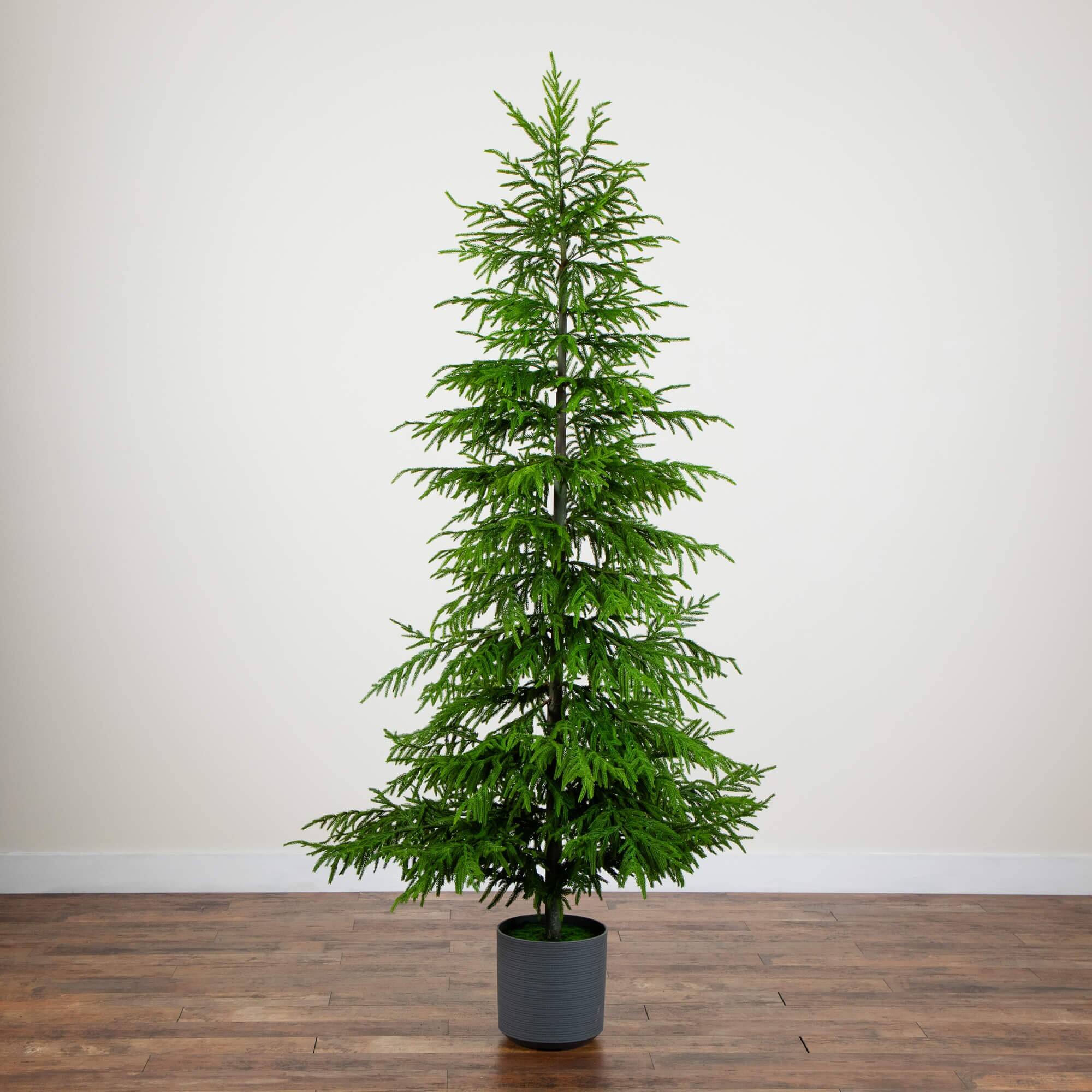 8ft. Unlit Norfolk Island Pine Real Touch Artificial Christmas Tree