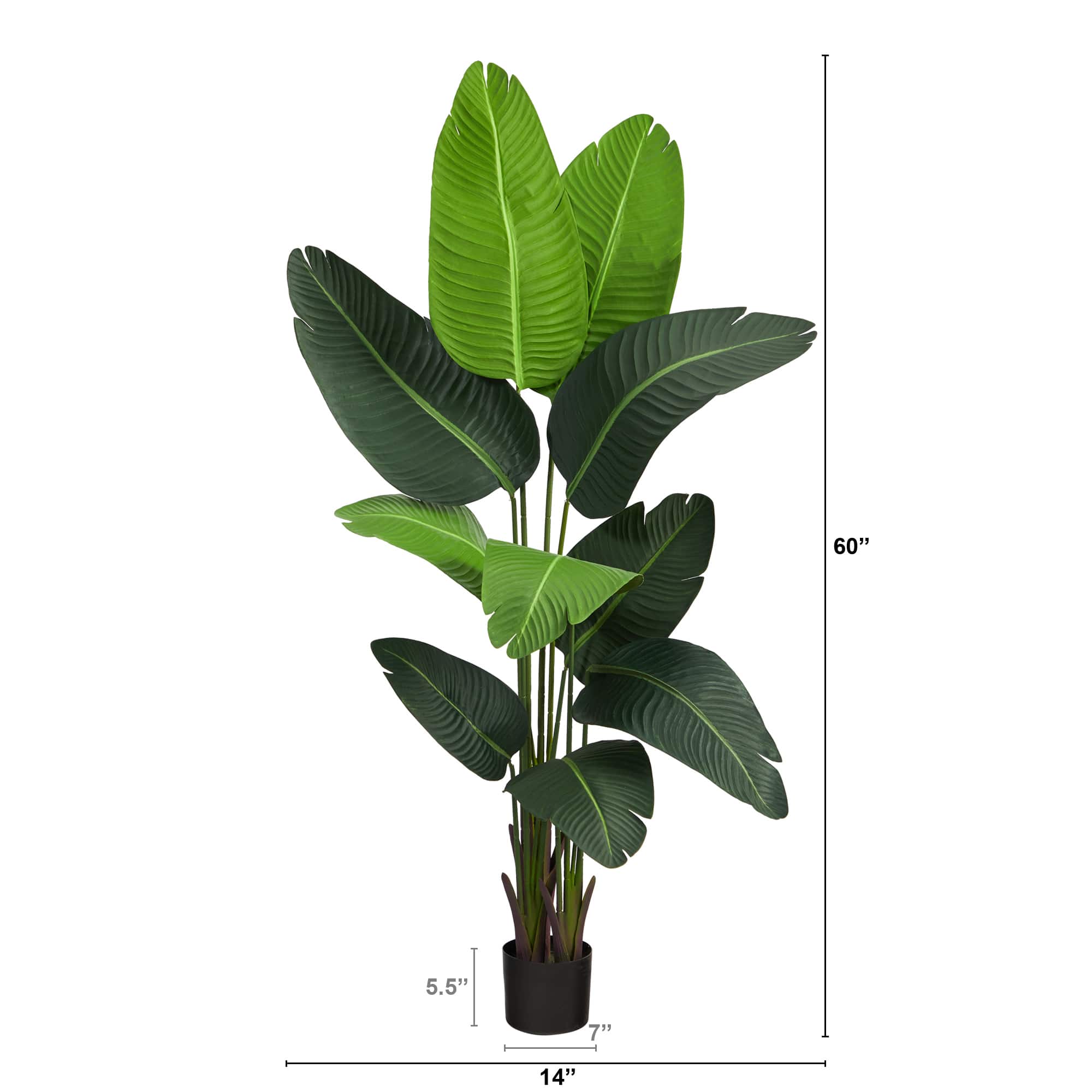 5ft. Potted Travelers Palm Tree