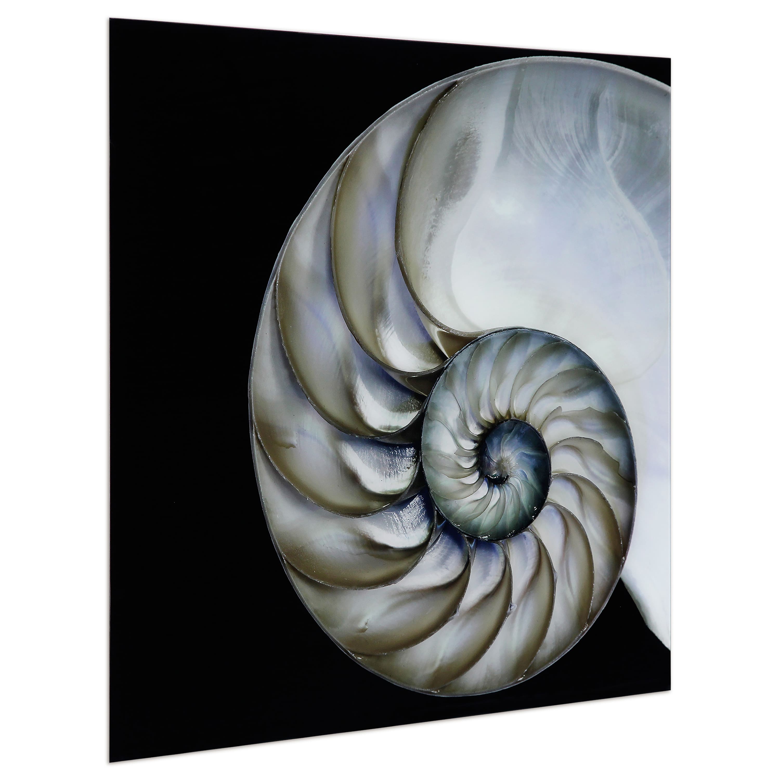 Empire Art Direct 36" x 36" Pearly Nautilus Free Floating Tempered Glass Wall Art