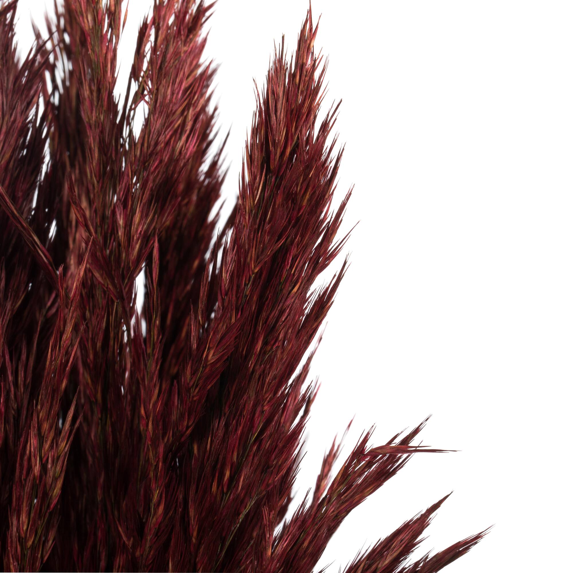 Plume Reed Preserved Bundle