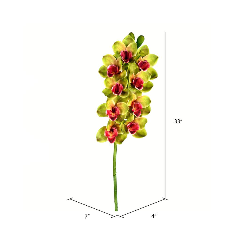 Green Boat Orchid Stem