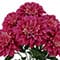 19" Dahlia Bush by Ashland®