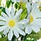 21" Mini Daisy Basic Bush by Ashland®