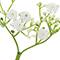 11.5" Baby's Breath Pick by Ashland®