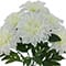 19" Dahlia Bush by Ashland®
