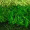 Mixed Reindeer Moss by Ashland®