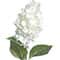 29" Cone Hydrangea Stem by Ashland®