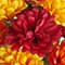 19.5" Basic Mum Mix Bush by Ashland®