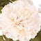 17" Basic Mum Bush by Ashland®