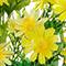 21" Mini Daisy Basic Bush by Ashland®