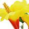 8.5" Potted Hibiscus Plant by Ashland®
