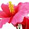 8.5" Potted Hibiscus Plant by Ashland®