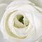 10" Mini Ranunculus Pick by Ashland®