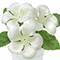 4" Geranium in White Pot by Ashland®