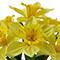 14" Potted Daffodil Plant by Ashland®