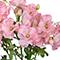 18" Butterfly Ranunculus Bush by Ashland®