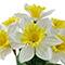 14" Potted Daffodil Plant by Ashland®
