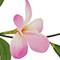 5ft. Plumeria Coiled Garland by Ashland®