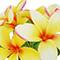 8.5" Potted Plumeria Plant by Ashland®