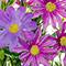 21" Mini Daisy Basic Bush by Ashland®