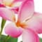 8.5" Potted Plumeria Plant by Ashland®
