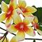 6ft. Frangipani Garland by Ashland®