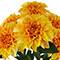 19" Dahlia Bush by Ashland®