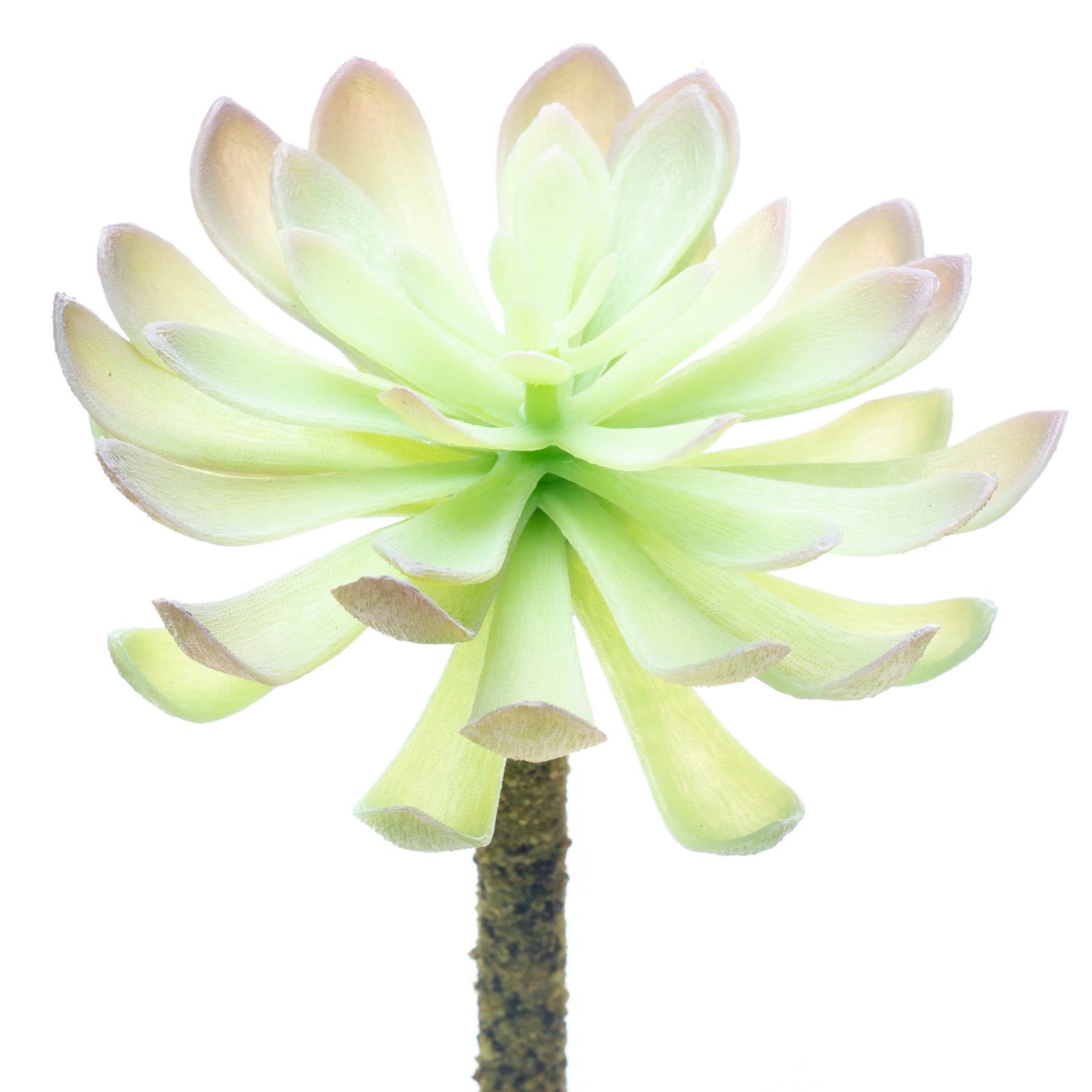 12 Pack: Assorted Red Tipped Succulent Pick by Ashland&#xAE;