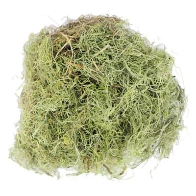 Ashland® Spanish Moss—Basil Green image