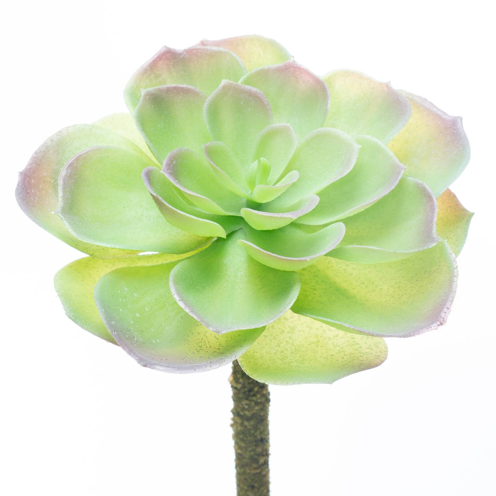 12 Pack: Assorted Red Tipped Succulent Pick by Ashland&#xAE;