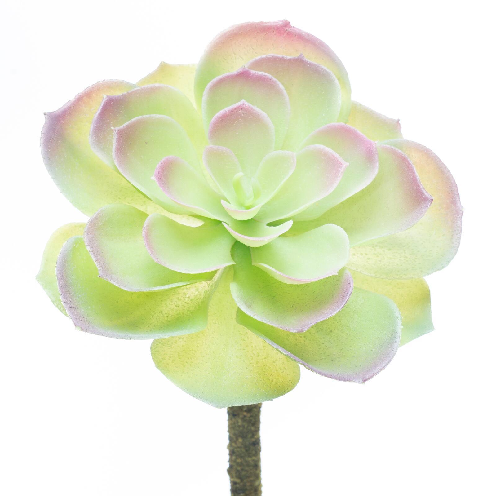 12 Pack: Assorted Red Tipped Succulent Pick by Ashland&#xAE;