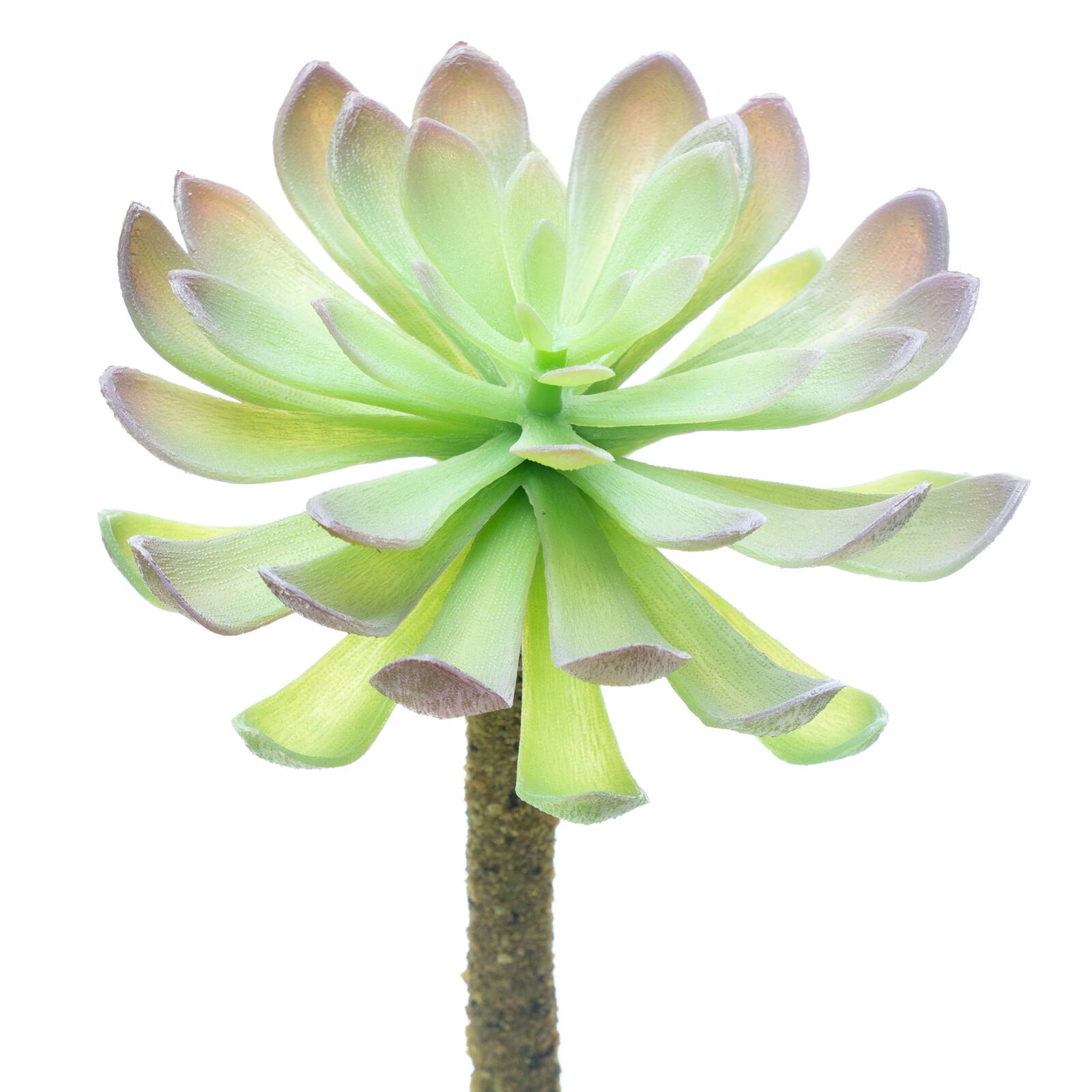 12 Pack: Assorted Red Tipped Succulent Pick by Ashland®