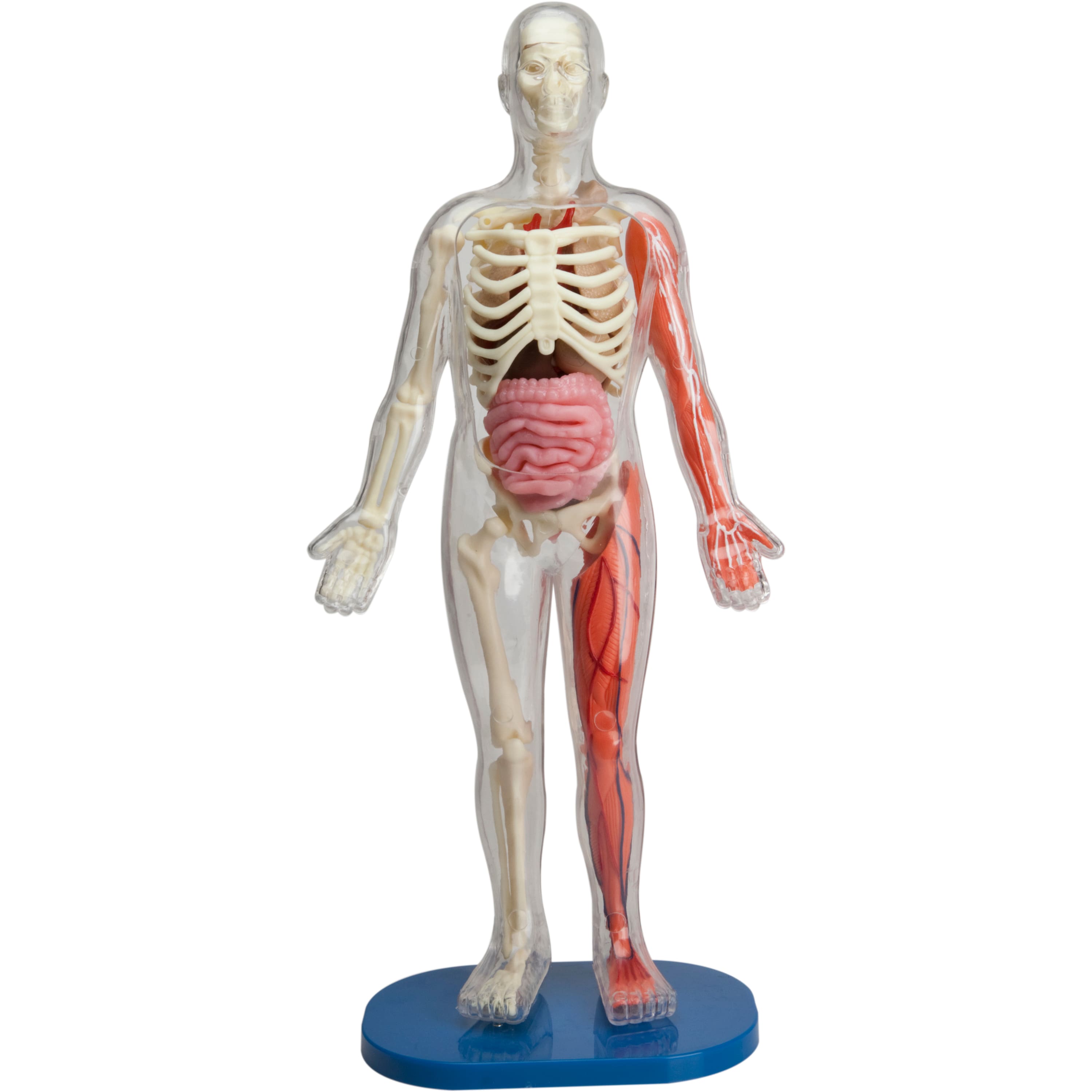 human anatomy toys