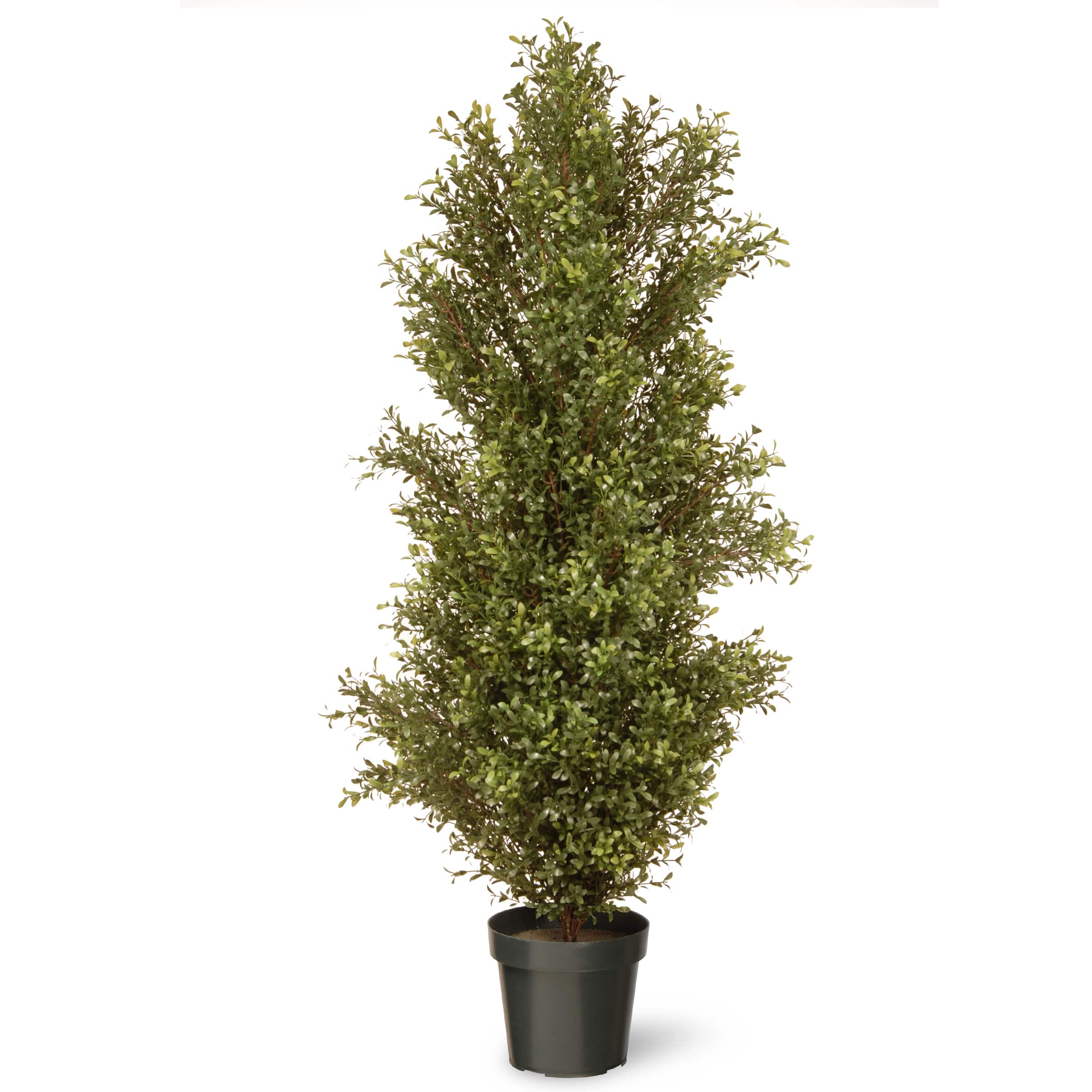60&#x22; Argentea Plant with Green Pot