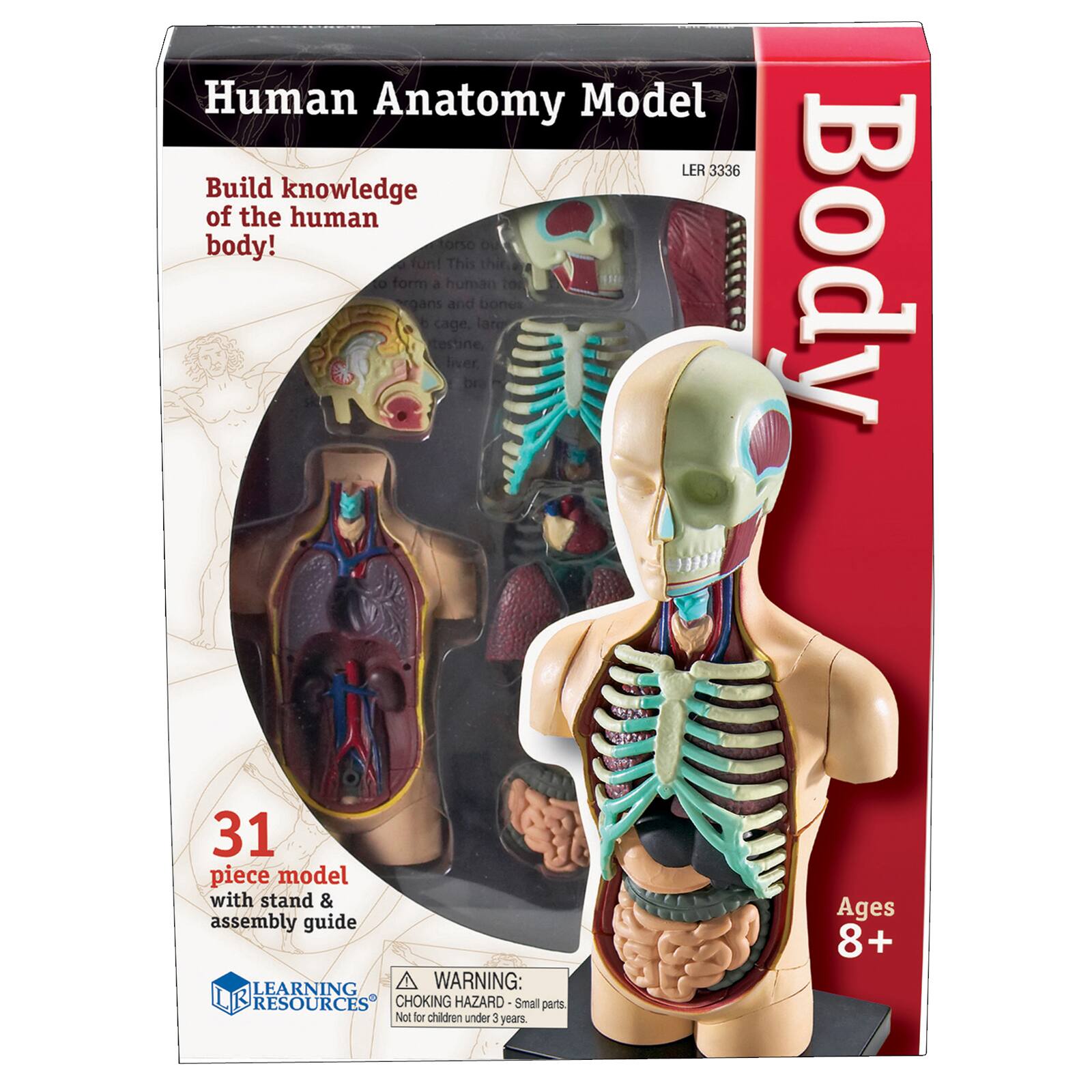 Learning Resources® Human Body Anatomy Model