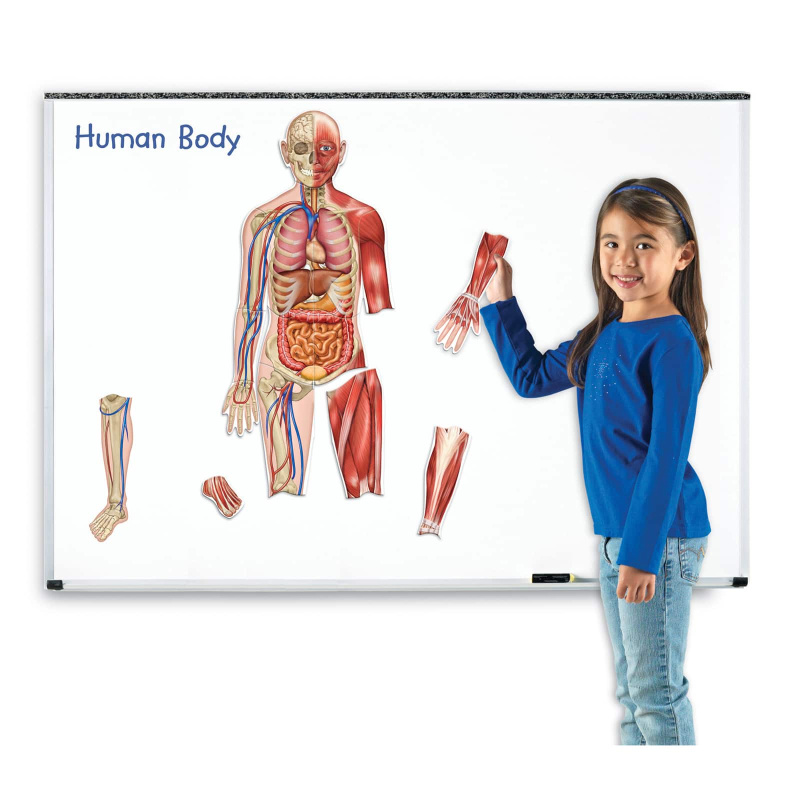 Learning Resources&#xAE; Double-sided Magnetic Human Body 