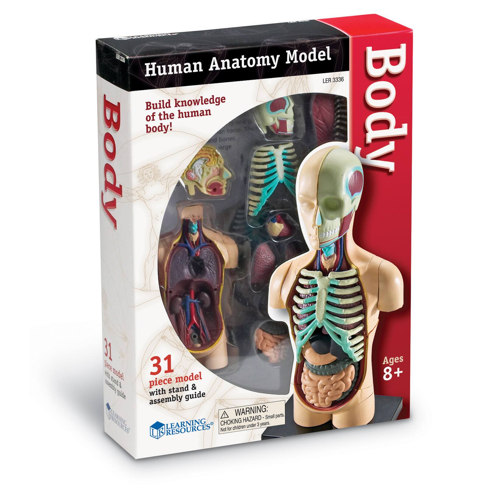 Learning Resources® Human Body Anatomy Model