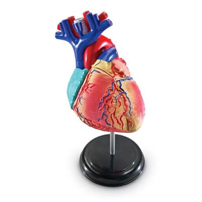 Learning Resources Heart Anatomy Model | 5" | Michaels