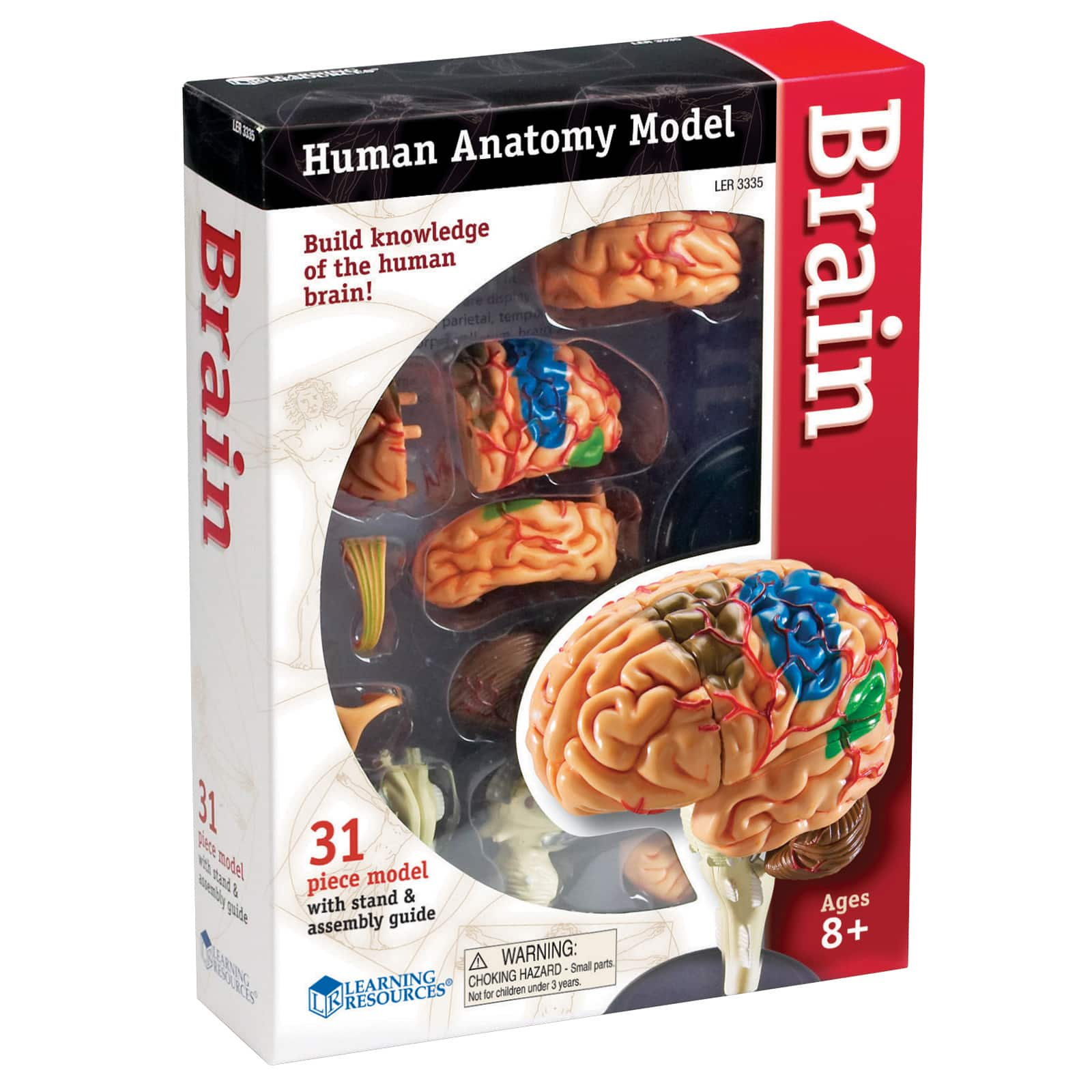 Learning Resources&#xAE; Brain Anatomy Model