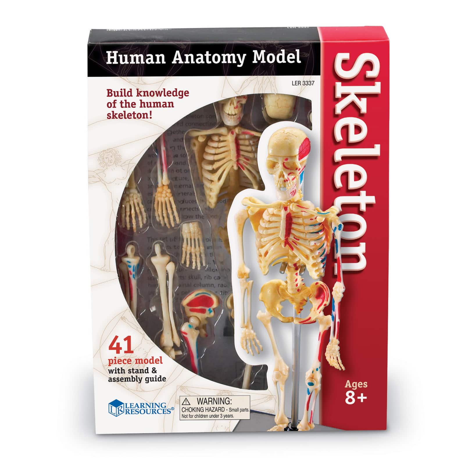 Learning Resources&#xAE; Skeleton Anatomy Model