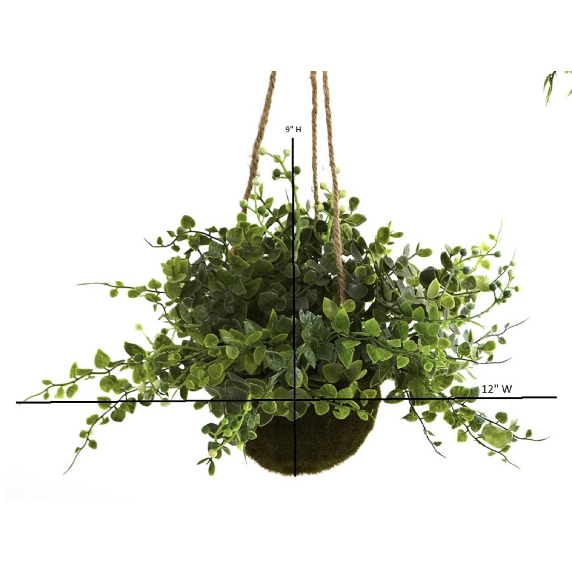 9'' Eucalyptus, Maiden Hair & Berry Hanging Basket, 3ct.