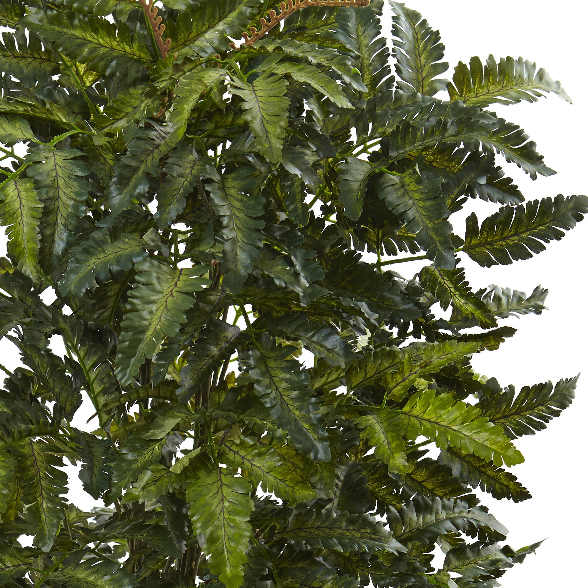 2.5ft. Bracken Fern in Decorative Planter