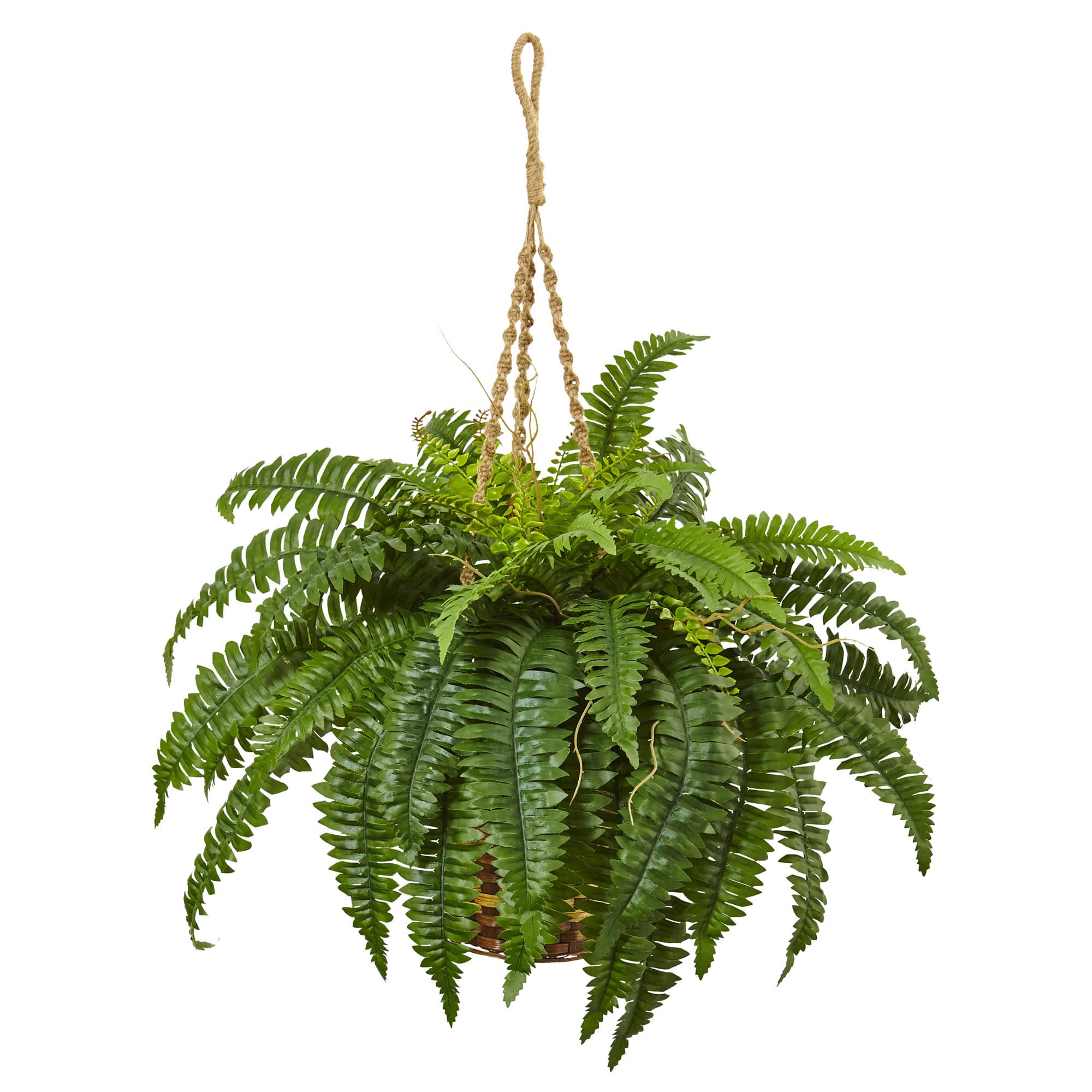33&#x22; Boston Fern in Hanging Basket