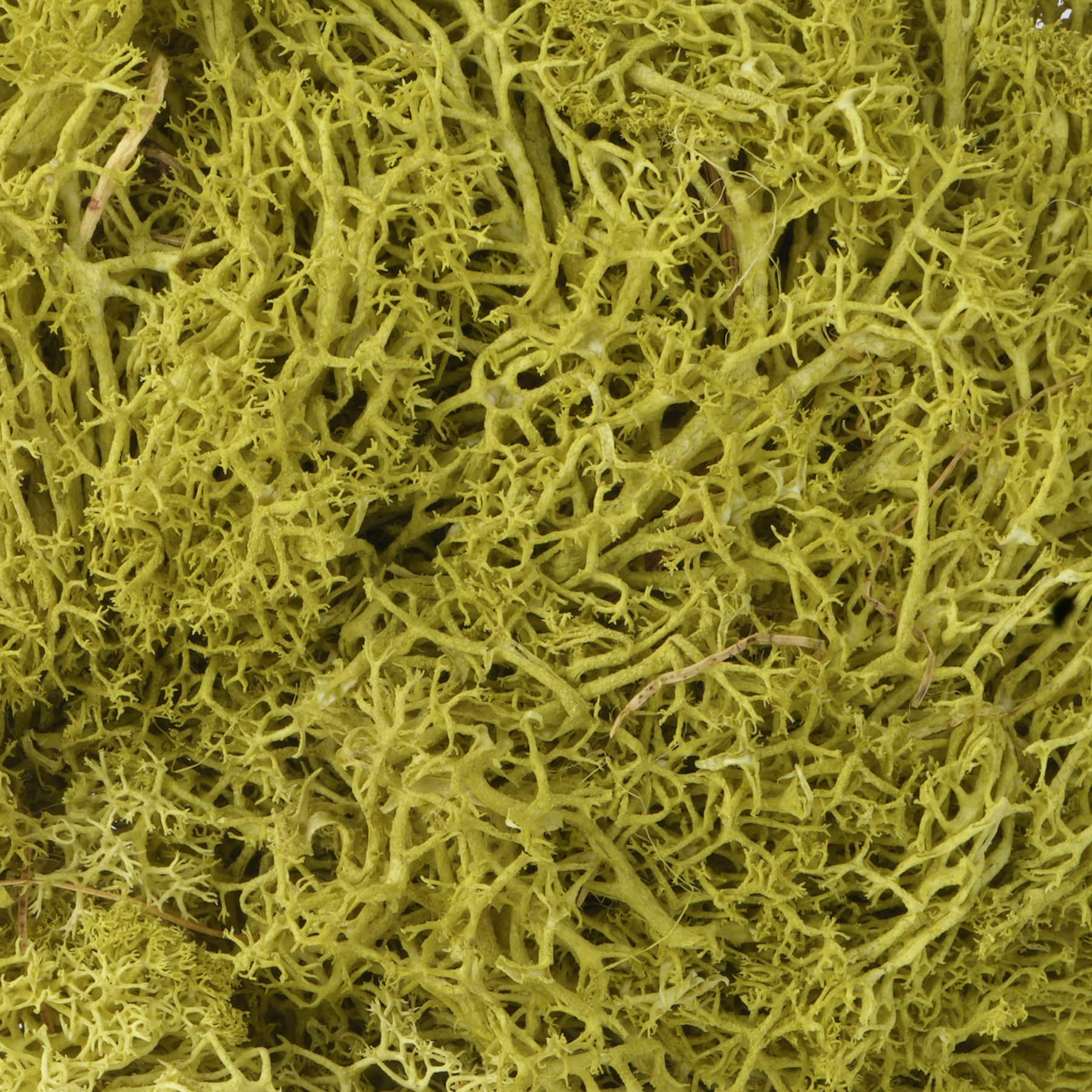 1.7oz. Moss by Ashland&#xAE;