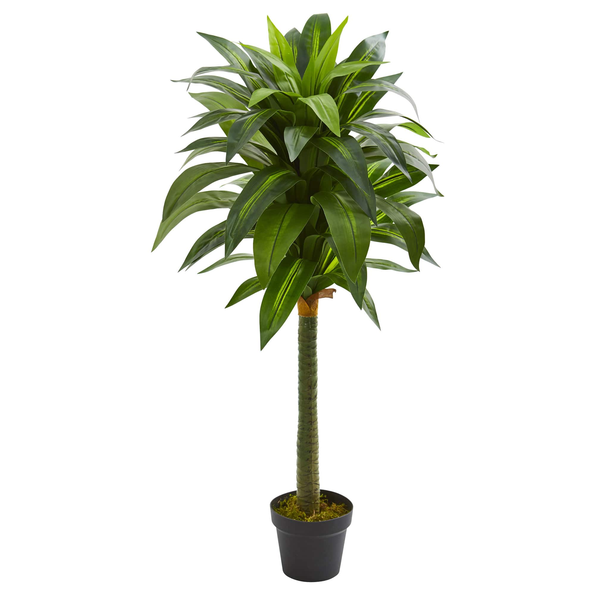 3.5ft. Potted Dracaena Plant