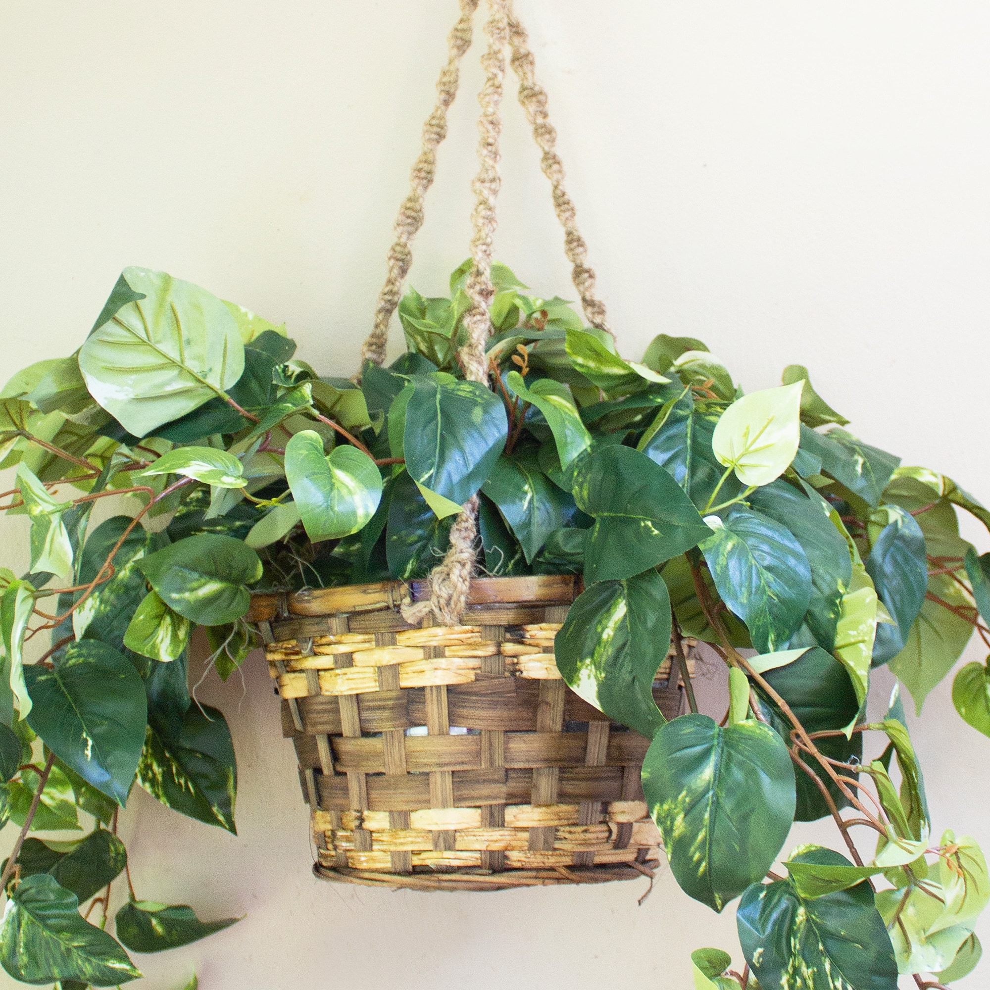 2ft. Pothos In Hanging Basket