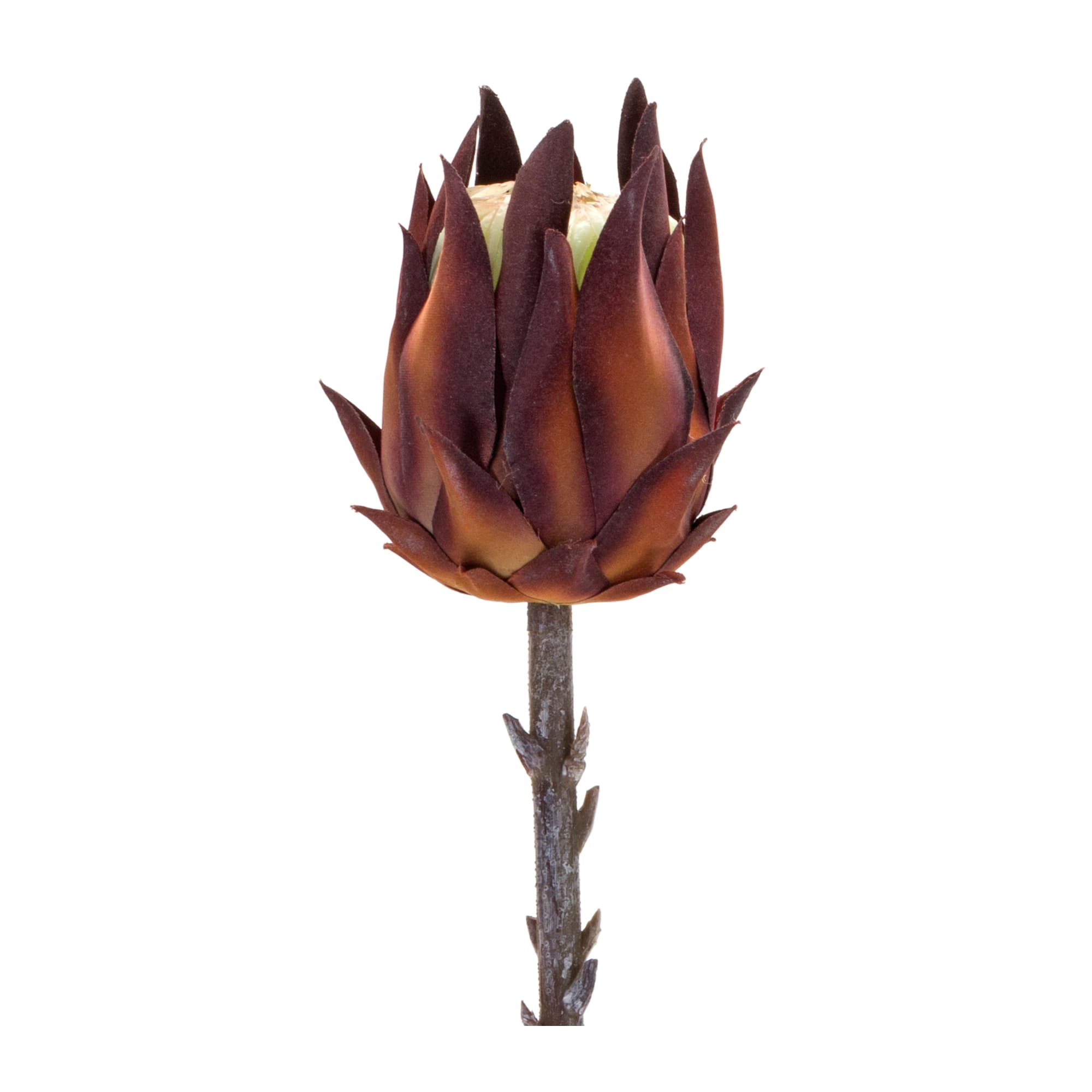 Orange Protea Stem, 6ct.
