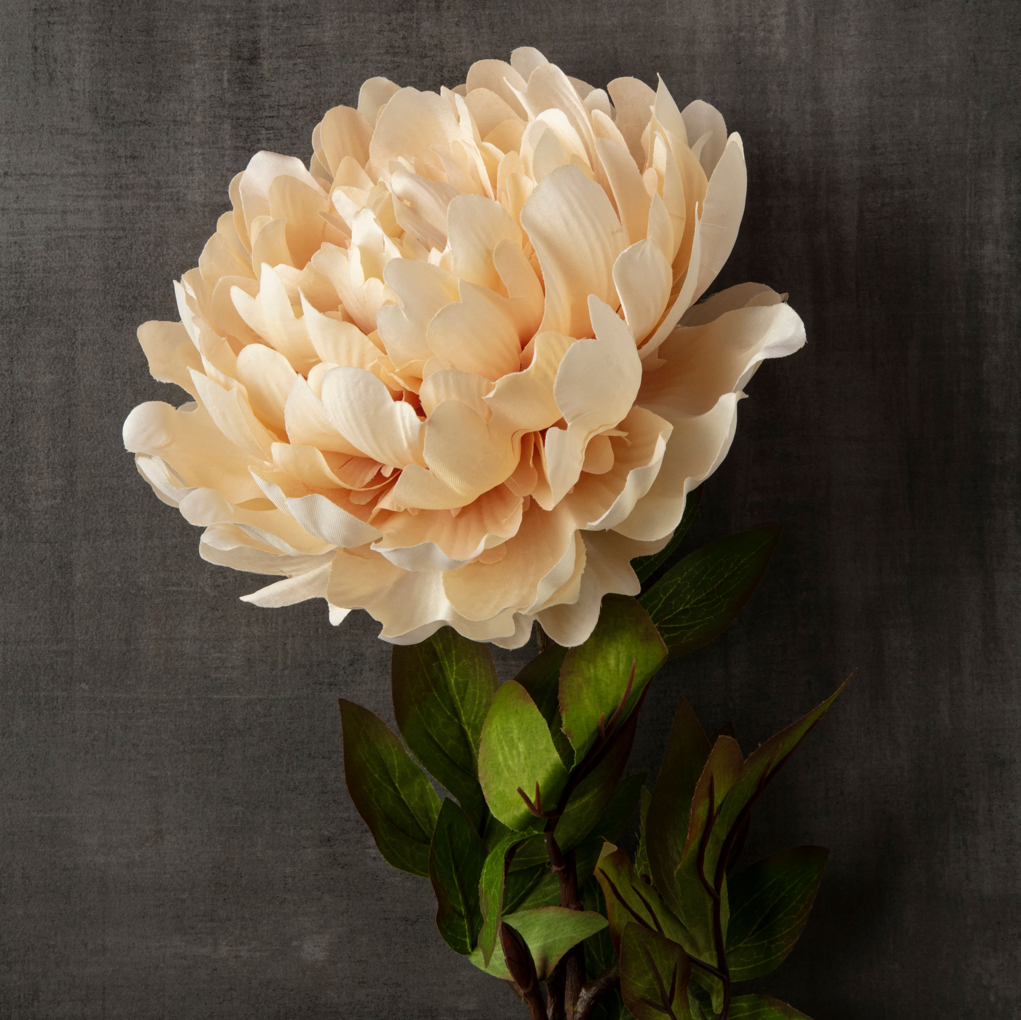 Jumbo Cream Peony Stem by Ashland®