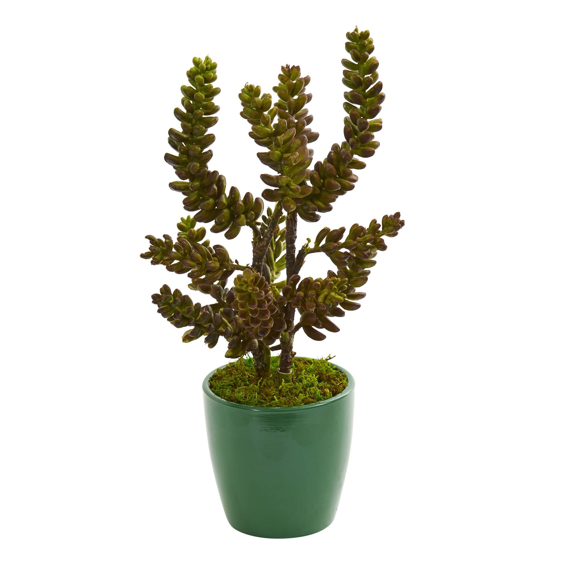 11&#x22; Green Succulent in Green Pot, 2ct.